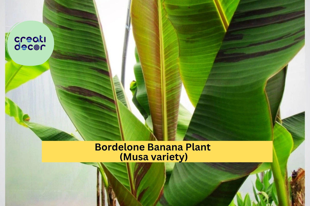 Bordelone Banana Plant Live Rooted Plug – Edible Musa sp. Tropical Fruit Tree for Patio or Garden
