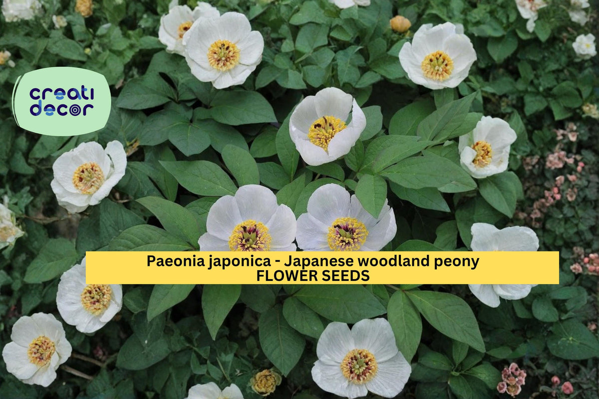 Paeonia japonica Seeds - Japanese Woodland Peony, White Spring Flower, Shade-Loving Perennial, 5 Count