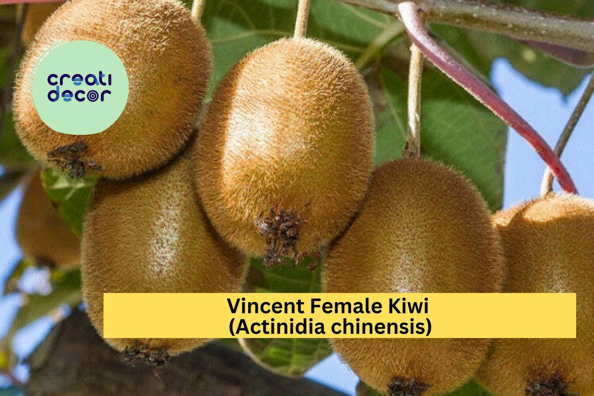 Vincent Female Kiwi Live Starter Plant, Actinidia chinensis, Fruiting Vine for Garden Trellises & Orchards