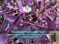 Rare Wandering Jew Burgundy Cuttings - Tradescantia Zebrina, Purple Foliage, Unrooted Propagation Plant, Indoor Garden