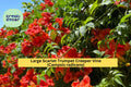 Scarlet Trumpet Creeper Vine – Campsis radicans – Live Bare-Root Hummingbird Vine with Red-Orange Trumpet Flowers for Garden Trellis