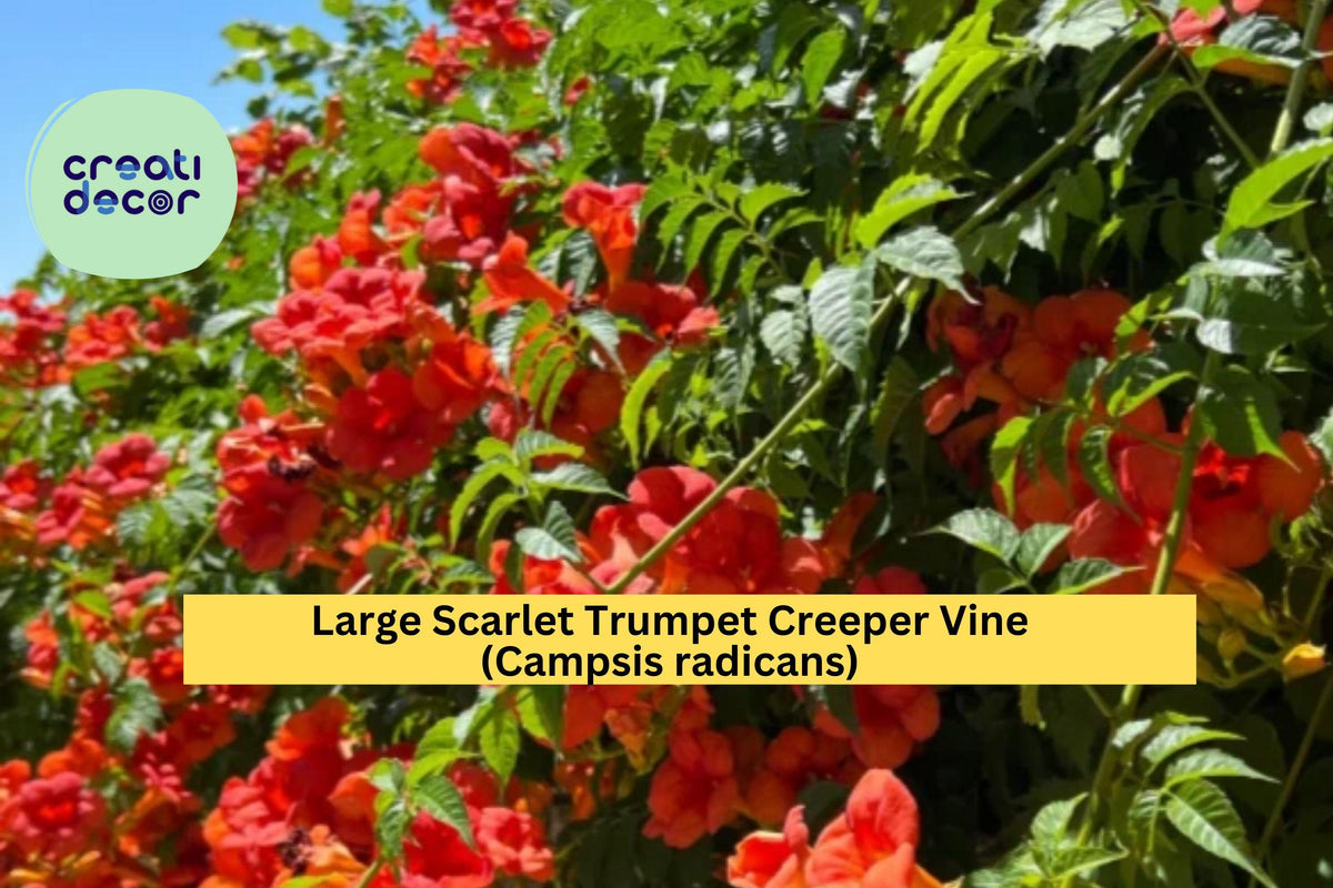 Scarlet Trumpet Creeper Vine – Campsis radicans – Live Bare-Root Hummingbird Vine with Red-Orange Trumpet Flowers for Garden Trellis