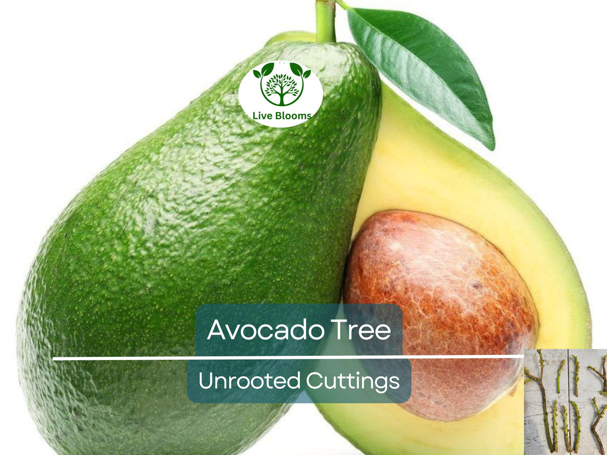 Unrooted Avocado Cuttings 4-7" for Grafting, Persea americana, Propagation, High-Quality Fruit Tree, Pesticide-Free, Garden or Orchard