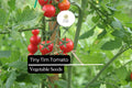 15 Seeds Tiny Tim Dwarf Cherry Tomato Seeds - Compact, High-Yield, Red Solanum lycopersicum for Containers & Small Gardens