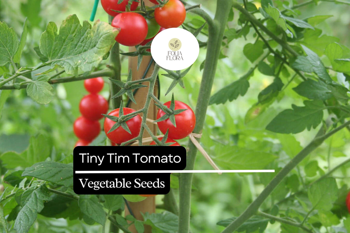 15 Seeds Tiny Tim Dwarf Cherry Tomato Seeds - Compact, High-Yield, Red Solanum lycopersicum for Containers & Small Gardens