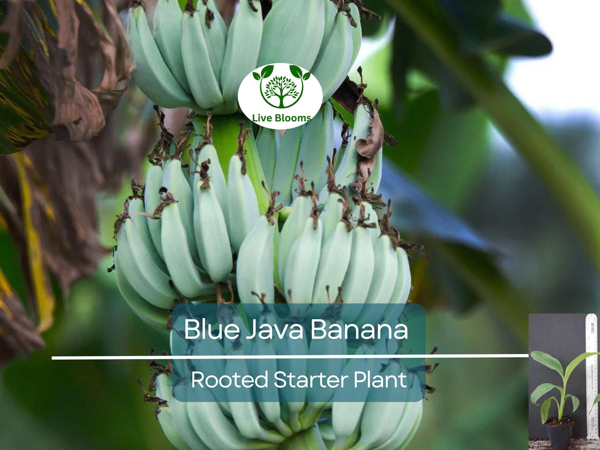 Musa Ice Cream Blue Java Banana Tree - Small Rooted Starter Plant, Tropical Blue Bananas, Exotic Fruit, Container or Garden Plant