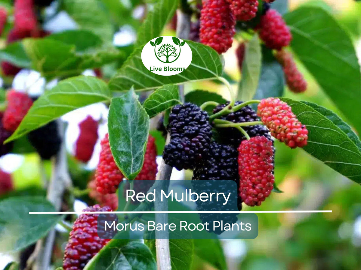 Red Mulberry Trees – Bare Root 12–24 Inches Tall, Morus Rubra, Edible Shade Trees with Sweet Berries, Native Wildlife Attractant
