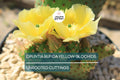 Opuntia Rufida Cutting – 6-8 Inch Bunny Ears Cactus with Yellow Glochids, Drought Tolerant, Hardy Desert Plant, Rooted Succulent