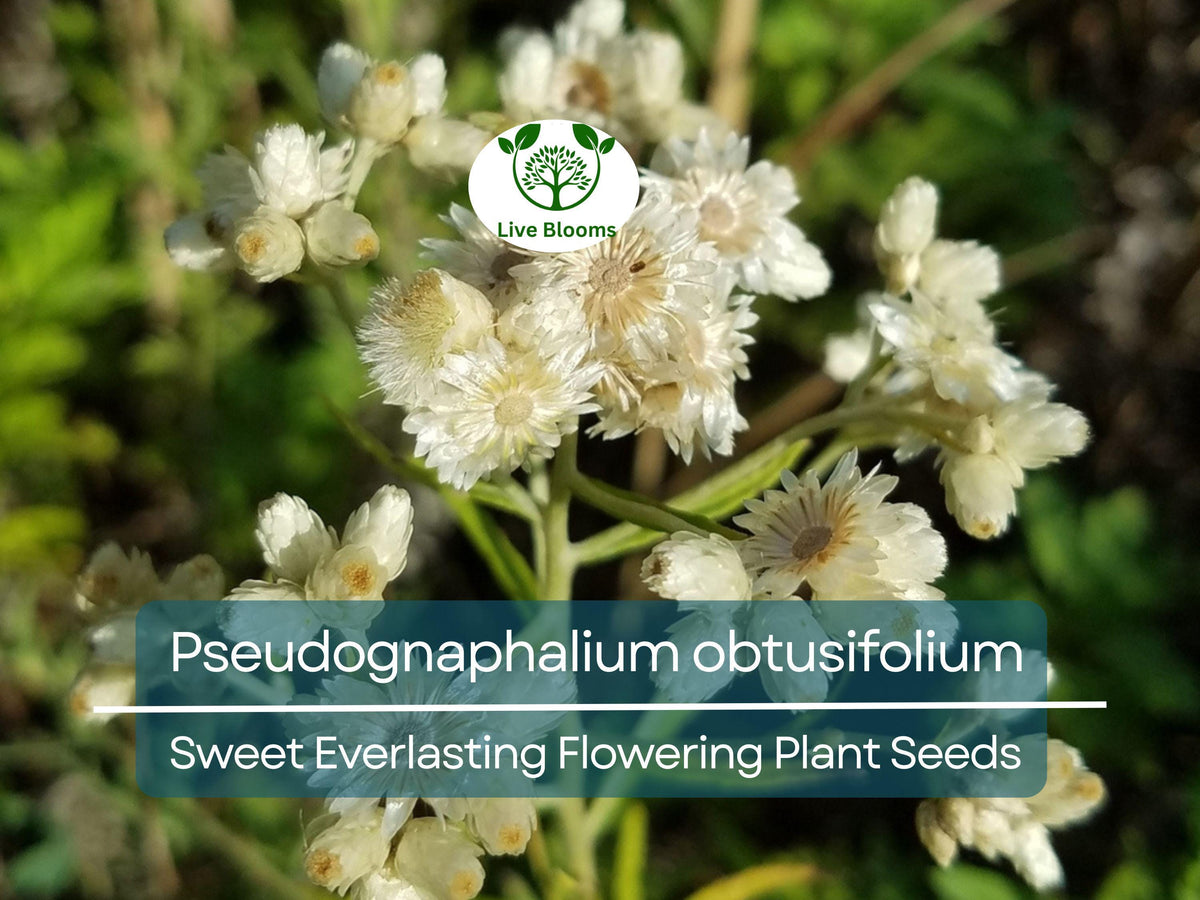 30 mg Seeds of Pseudognaphalium obtusifolium, Sweet Everlasting Wildflower for Drought-Tolerant Gardens, Pollinator Habitat