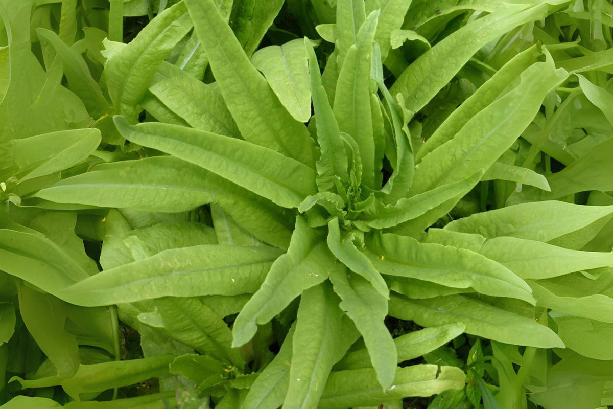 Asparagus Lettuce Seeds, Yu Mai, Heirloom Asian Greens, Lactuca sativa var. asparagina, 200 Pack