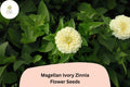 Magellan Ivory Zinnia Seeds – Creamy White Blooms, Compact Annual Flower, Zinnia elegans, Perfect for Cut Flowers & Pollinator Gardens