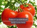 100 mg Ace 55 Tomato Seeds – Heirloom, Low-Acid Red Solanum lycopersicum for Slicing, Cooking & Home Gardening