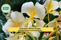 Hawaiian White Ginger Roots – 4 Pack, Fragrant Butterfly Ginger Lily, Tropical Perennial, Hedychium coronarium, Zones 8–11