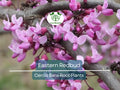 Set of 3 Eastern Redbud Trees, Bare Root 14–18 Inches, Pink Blooms, Cercis canadensis, Native, Cold Hardy, Ornamental Landscaping