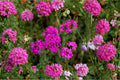 Catchfly Seeds – Silene armeria, Bright Pink Wildflower, Annual Pollinator Plant, Cottage Garden, 100 Seeds