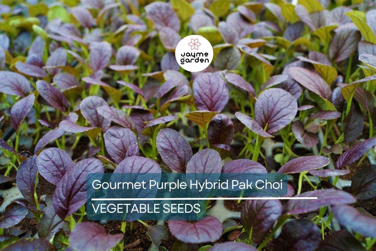 300 Gourmet Purple Hybrid Pak Choi Seeds | Brassica rapa Chinensis | Edible Asian Greens, Microgreens & Baby Leaf
