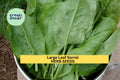 Large Leaf Sorrel Seeds 3-Pack, Rumex acetosa, Tangy Culinary Herb for Salads, Soups & Sauces, Fast-Growing Perennial Herb Seeds
