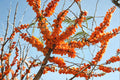Sea Buckthorn Seeds | 20 Viable Hippophae rhamnoides Berry Shrub Seeds | Hardy Edible Fruit Plant