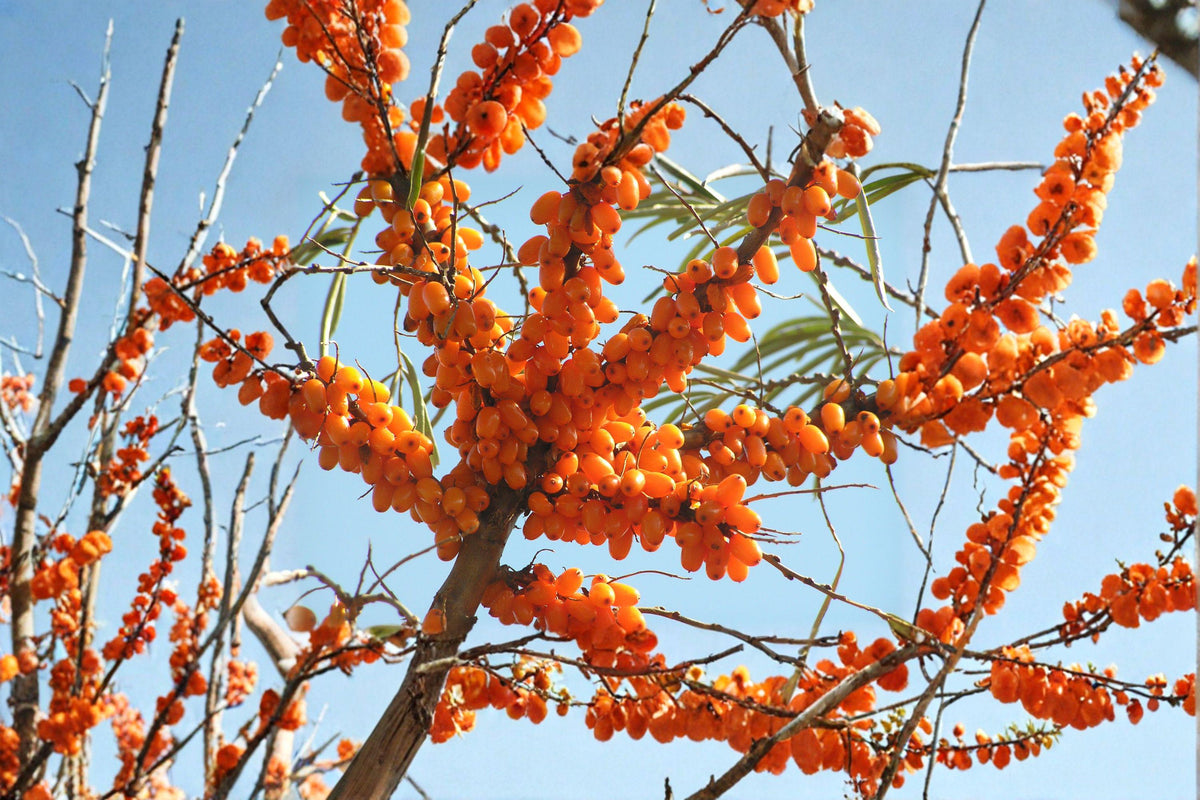 Sea Buckthorn Seeds | 20 Viable Hippophae rhamnoides Berry Shrub Seeds | Hardy Edible Fruit Plant