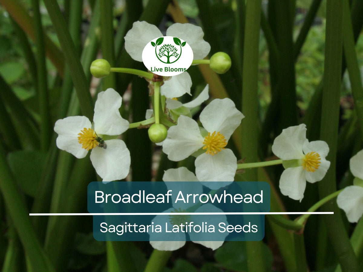 Broadleaf Arrowhead Flower Seeds 1000 | Sagittaria latifolia Water Plant for Ponds & Water Gardens