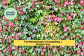 Boston Ivy Seeds, Parthenocissus tricuspidata, Climbing Vine, Fall Color, Garden Plant, 10 Seeds