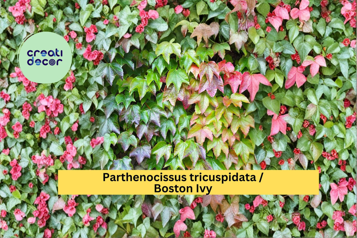 Boston Ivy Seeds, Parthenocissus tricuspidata, Climbing Vine, Fall Color, Garden Plant, 10 Seeds