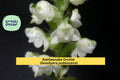 Rattlesnake Orchid Plant | Set of 5 Live Root Systems | Goodyera pubescens Perennial Terrestrial Orchid for Shade Gardens