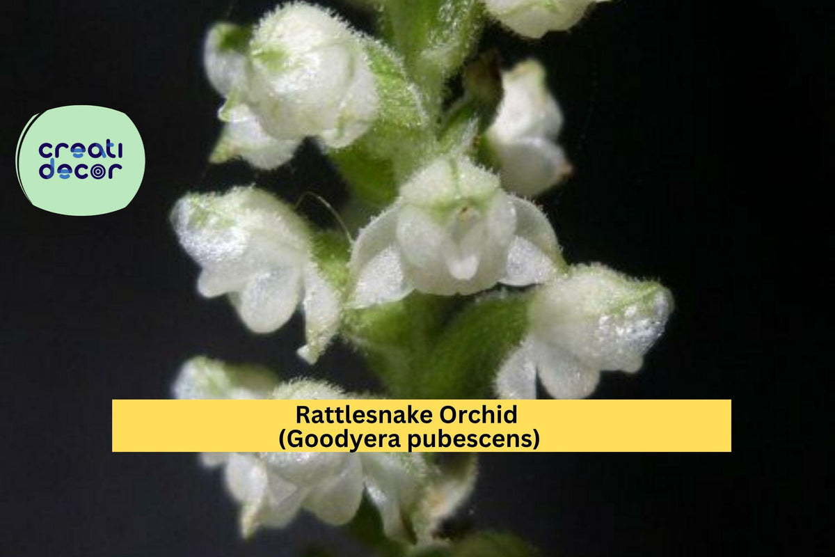 Rattlesnake Orchid Plant | Set of 5 Live Root Systems | Goodyera pubescens Perennial Terrestrial Orchid for Shade Gardens