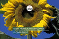 Giant Mongolian Sunflower Seeds – Non-GMO, 18-Inch Blooms, Tall 14-Foot Helianthus annuus, Heirloom, Easy to Grow, USA Seller