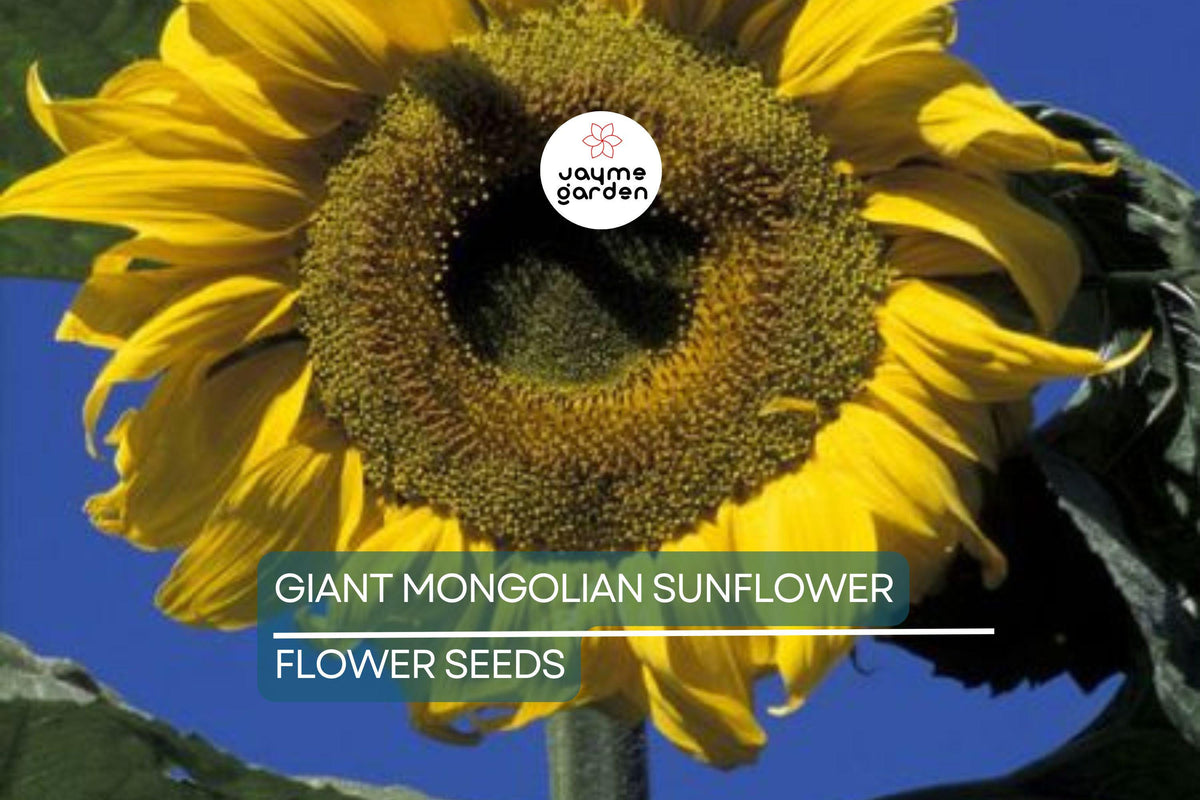 Giant Mongolian Sunflower Seeds – Non-GMO, 18-Inch Blooms, Tall 14-Foot Helianthus annuus, Heirloom, Easy to Grow, USA Seller