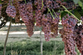 Gum Drop Grape Live Plant 1-2 FT Vitis vinifera Fruiting Vine for Garden, Vineyard, Trellis