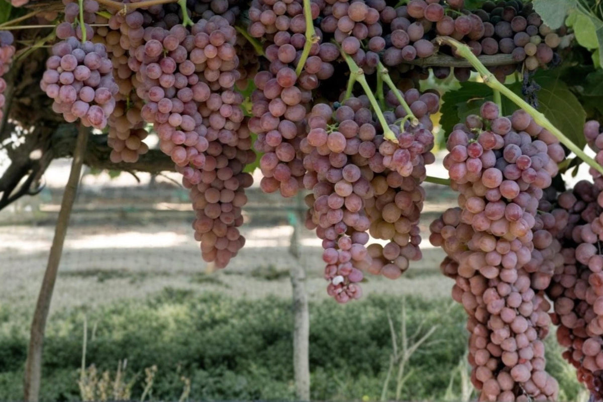 Gum Drop Grape Live Plant 1-2 FT Vitis vinifera Fruiting Vine for Garden, Vineyard, Trellis