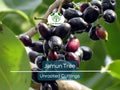 3 Syzygium Cumini Jamun Jambul Fruit Tree Cuttings - Unrooted 7-inch Grafting Propagation Material