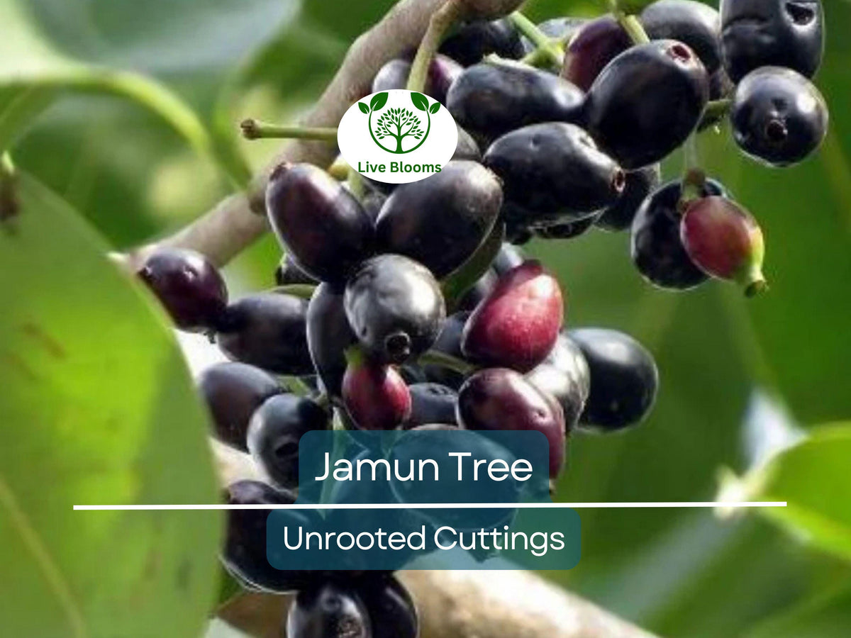 3 Syzygium Cumini Jamun Jambul Fruit Tree Cuttings - Unrooted 7-inch Grafting Propagation Material