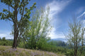 Willow Tree Cuttings 5-8" Unrooted Salix spp. Live Stems for Planting, Deciduous Shrubs & Trees, Moist Soil, Full Sun