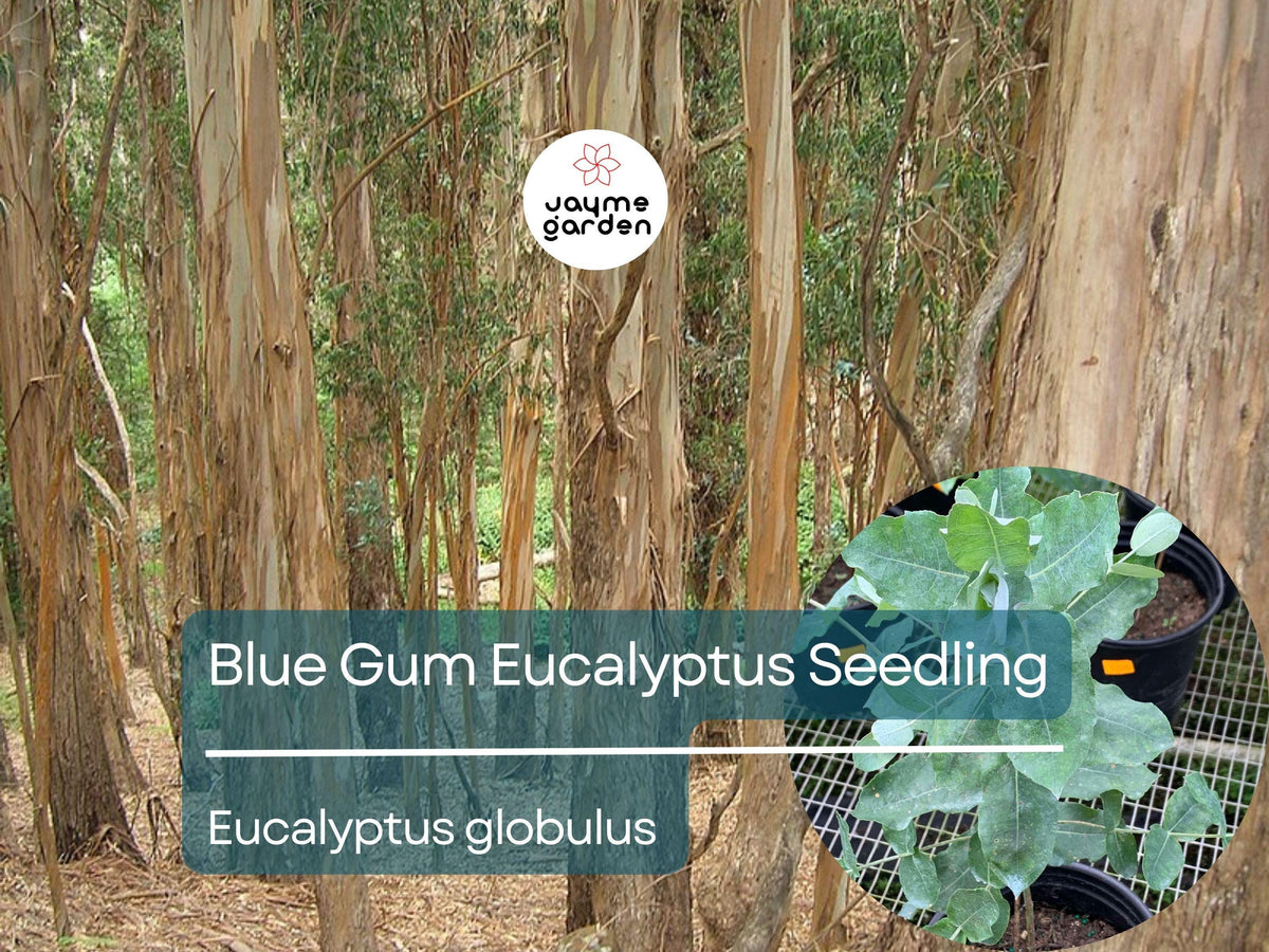 Blue Gum Eucalyptus Live Plant 2′-3′ Tall, Aromatic Eucalyptus globulus for Garden, Landscaping & Essential Oils