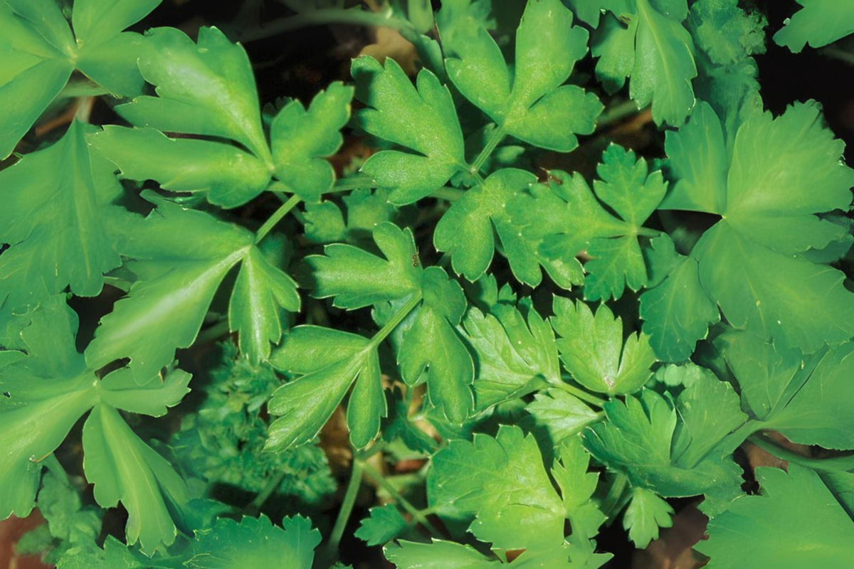 Italian Parsley Seeds - 500 Dark Green Heirloom Herb Seeds for Gardening, Cooking, and Garnishes - Petroselinum crispum