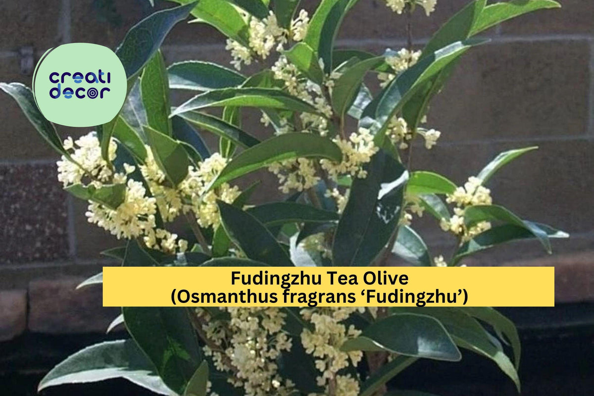 Fudingzhu Tea Olive – Osmanthus fragrans Live Rooted Starter Plant, Evergreen Shrub with Highly Fragrant White Flowers for Garden or Patio