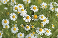 German Chamomile Seeds – Matricaria recutita – Medicinal Herb for Tea & Pollinators, 100 Pack