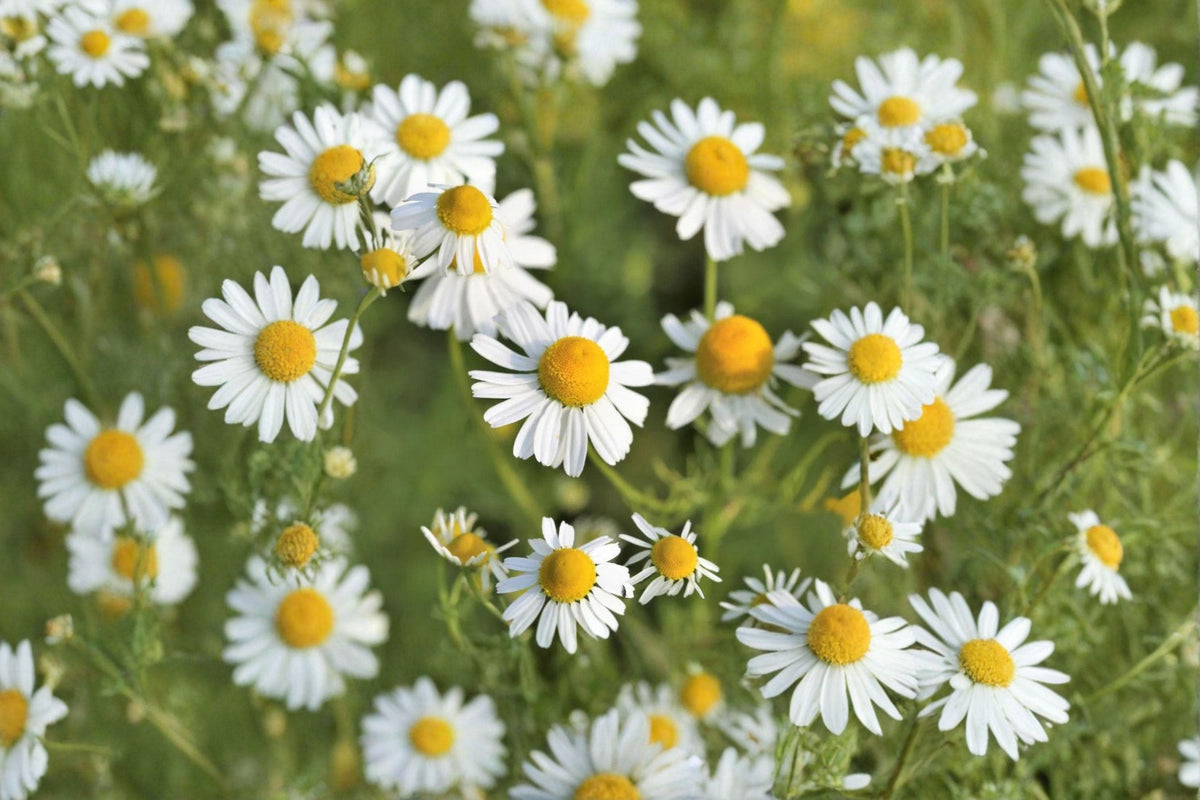 German Chamomile Seeds – Matricaria recutita – Medicinal Herb for Tea & Pollinators, 100 Pack