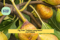 Live Yellow Long Neck Fig Tree Starter Plant | Ficus carica 'Yellow Long Neck' | Sweet Golden Figs for Containers & Gardens