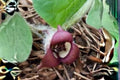 Wild Ginger Seeds - Native Woodland Perennial Groundcover - Asarum canadense, Shade-loving, Low-maintenance, Pollinator-friendly