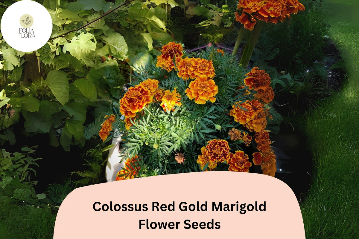 25+ Colossus Red Gold Marigold Seeds | Giant African Marigold | Tagetes erecta | Large Red & Gold Blooms for Garden Beds & Containers