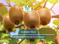 50 Golden Kiwi Seeds Actinidia chinensis, Edible Fruit Vine, Fast Growing, Sweet Kiwifruit, Backyard Garden Starter