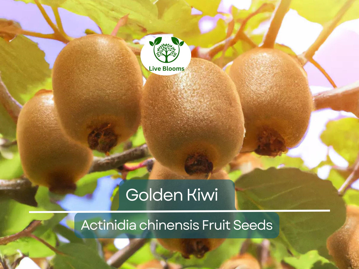 50 Golden Kiwi Seeds Actinidia chinensis, Edible Fruit Vine, Fast Growing, Sweet Kiwifruit, Backyard Garden Starter