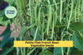 Petite Filet French Bean Seeds – 3 Pack, Green, Bush Variety, Phaseolus vulgaris, Tender Stringless Pods for Garden, Container, Raised Bed