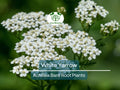 White Yarrow Plant Bare Root Achillea Millefolium Perennial Pollinator Friendly Drought Tolerant Garden Flower