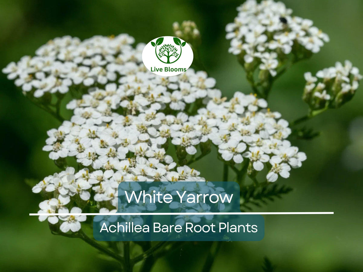 White Yarrow Plant Bare Root Achillea Millefolium Perennial Pollinator Friendly Drought Tolerant Garden Flower