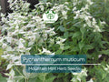 Mountain Mint Herb Seeds – Pycnanthemum muticum, Aromatic Native Perennial for Culinary, Tea & Pollinator Gardens