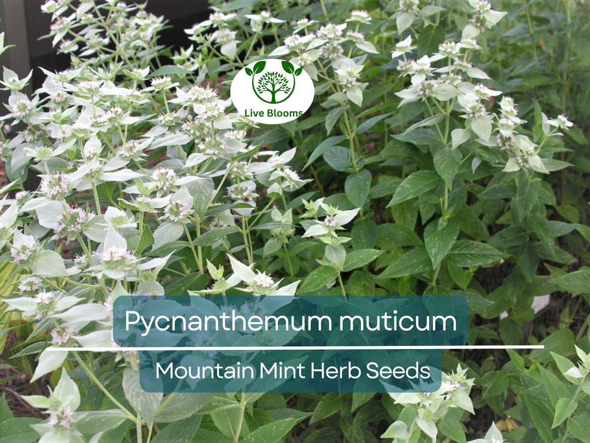 Mountain Mint Herb Seeds – Pycnanthemum muticum, Aromatic Native Perennial for Culinary, Tea & Pollinator Gardens